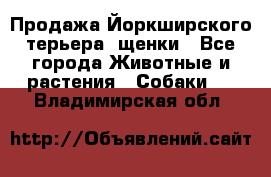 Продажа Йоркширского терьера, щенки - Все города Животные и растения » Собаки   . Владимирская обл.